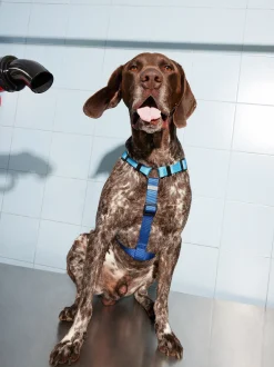 PARFOIS Pet Collection>Geschirr Für Hunde Blau