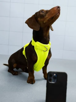 PARFOIS Pet Collection>Geschirr Für Hunde Gelb