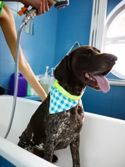 PARFOIS Pet Collection>Kragen Mit Schal Anpassbar Mehrfarbig